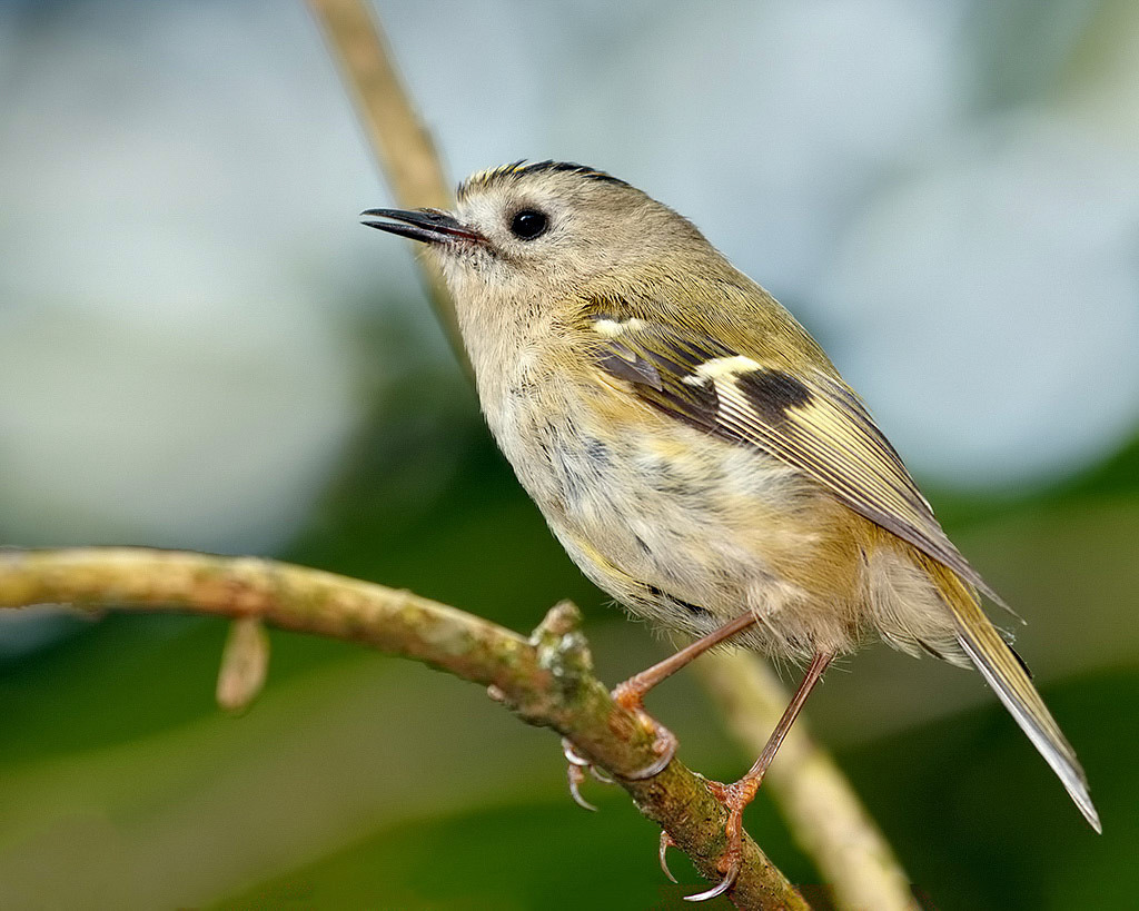 Goldcrest
