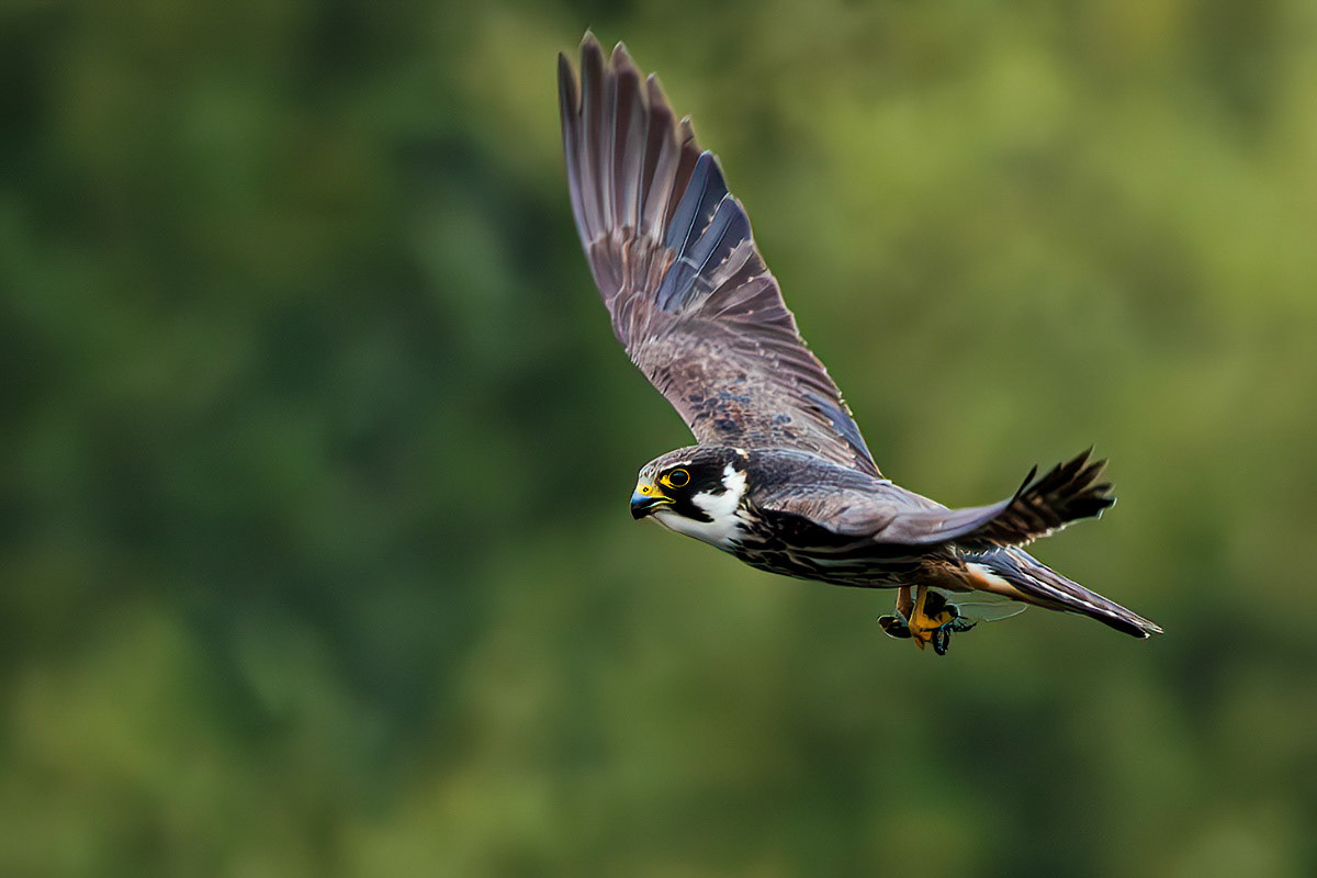 Hobby