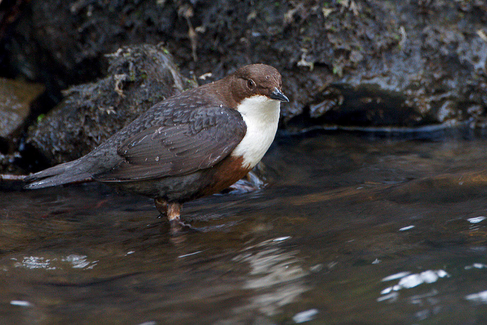 Dipper
