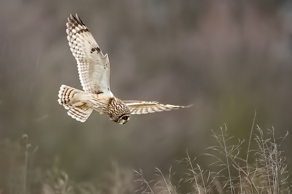 Short-eared Owl