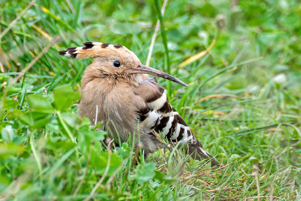 Hoopoe