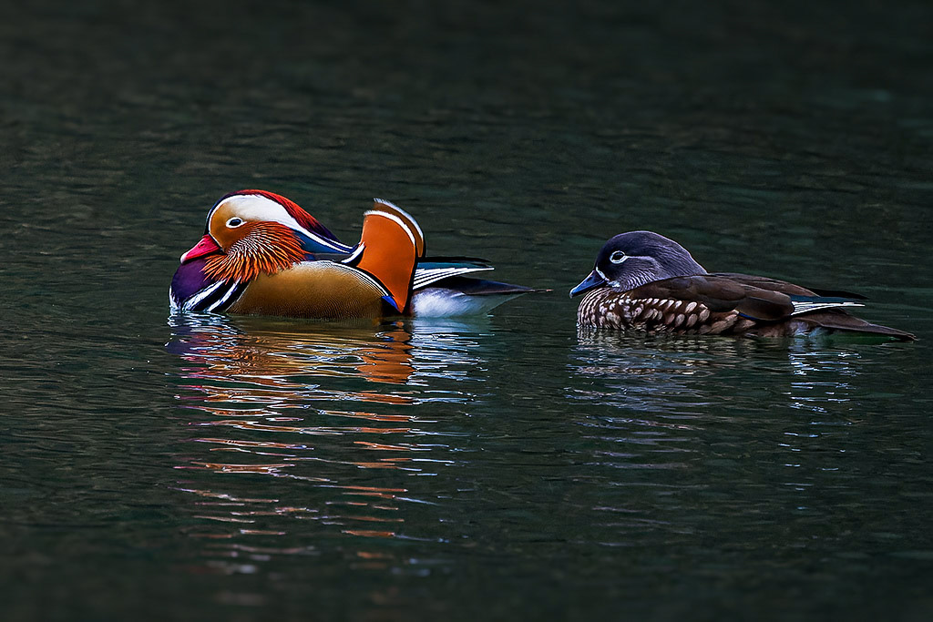 Mandarin Duck