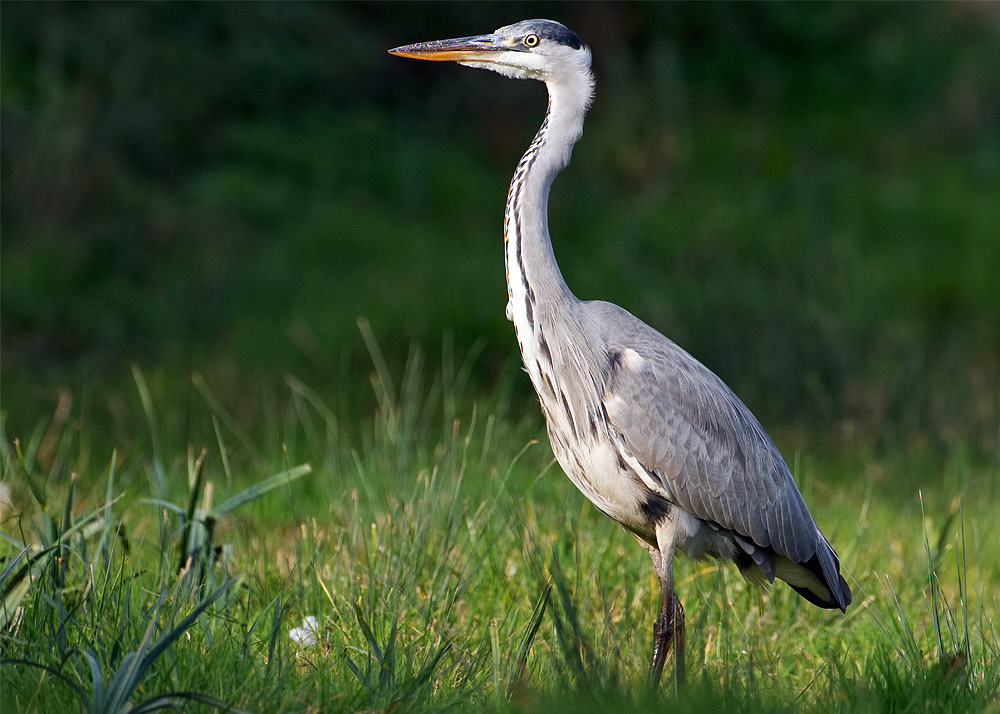 Grey Heron