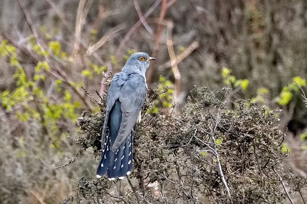 Cuckoo