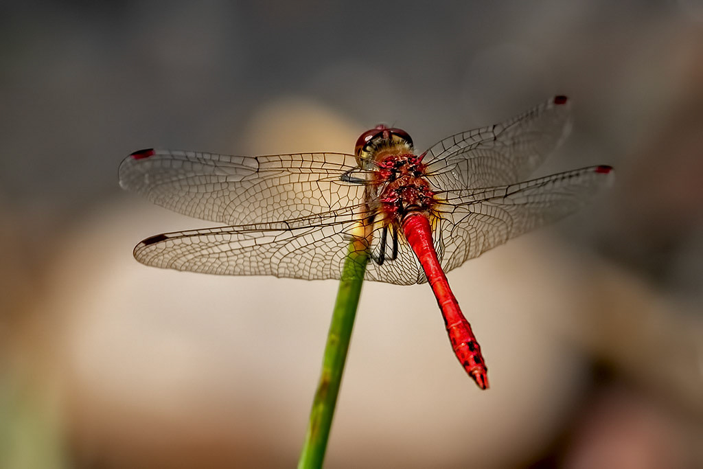 Ruddy Darter
