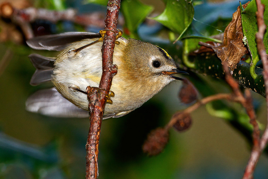 Goldcrest