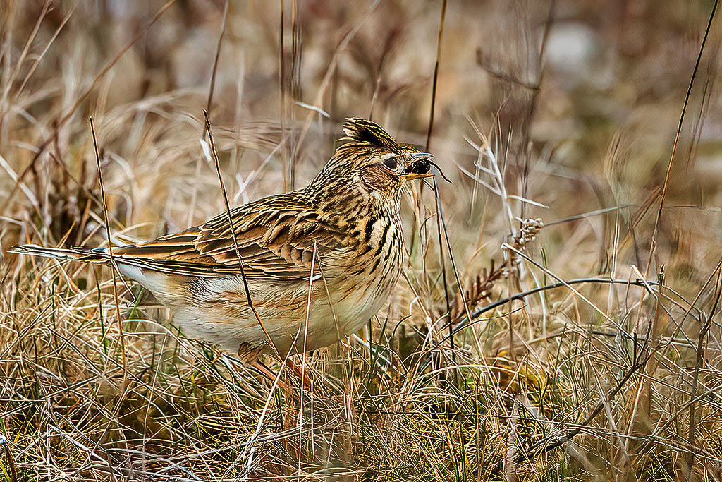 Skylark