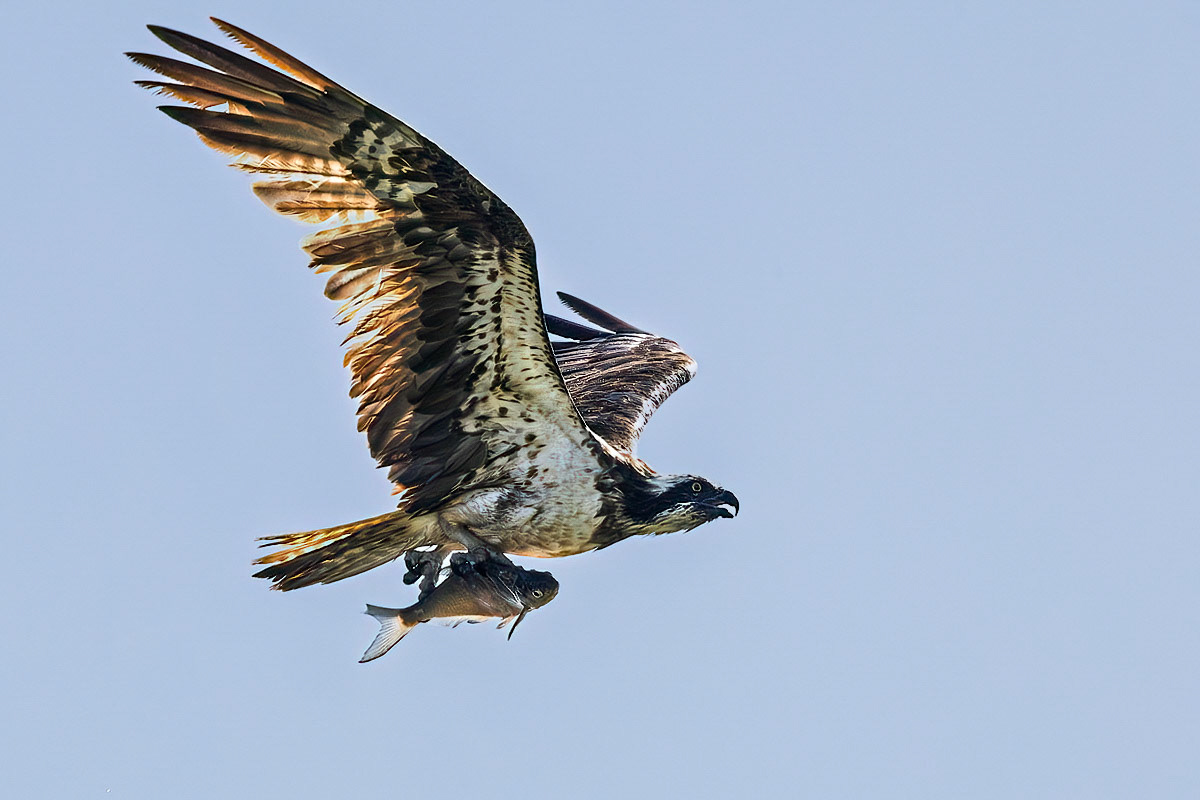 Osprey
