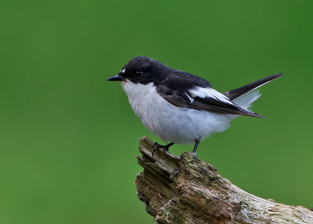 Male Pied Flycatcher