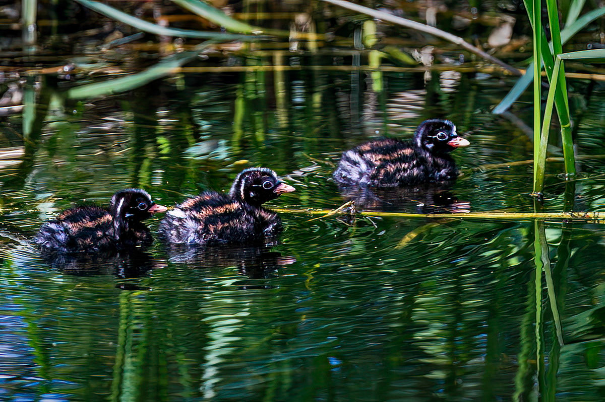 Little Grebe