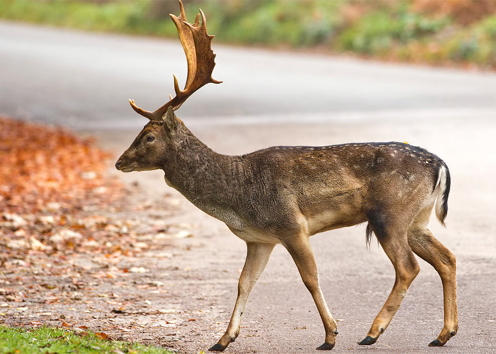 Fallow Deer