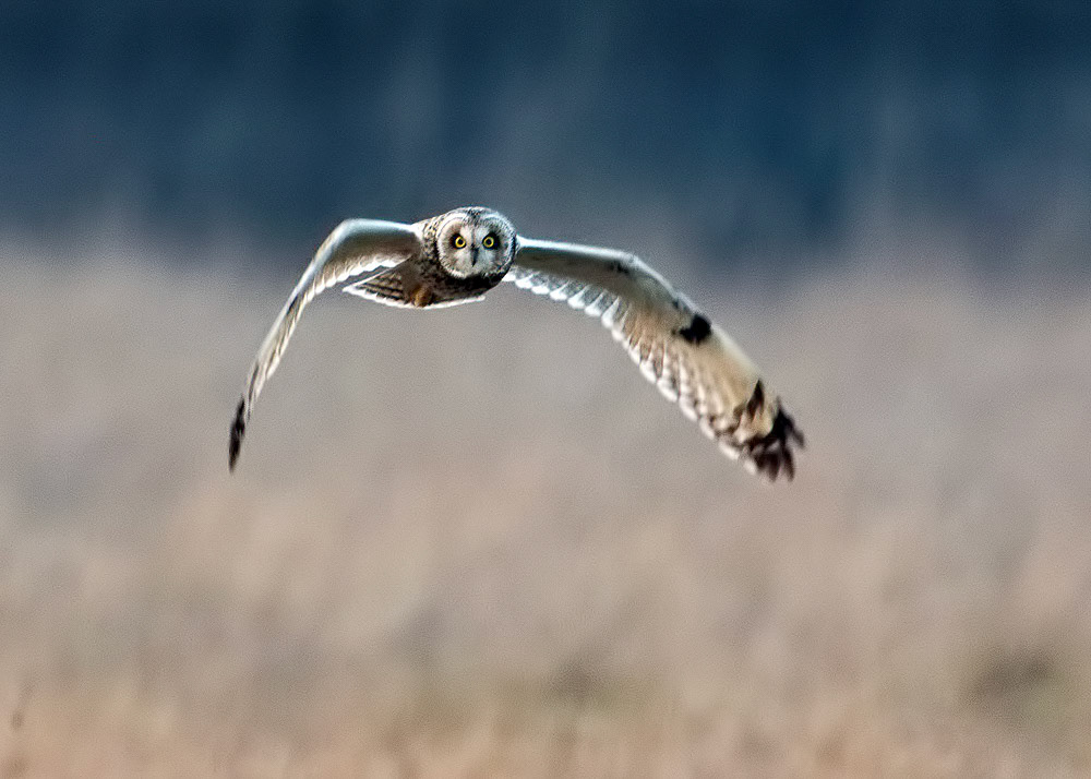 Short-eared Owl