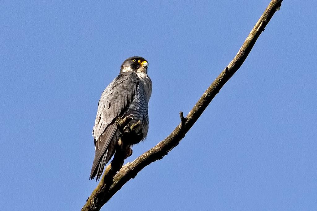Peregrine Falcon