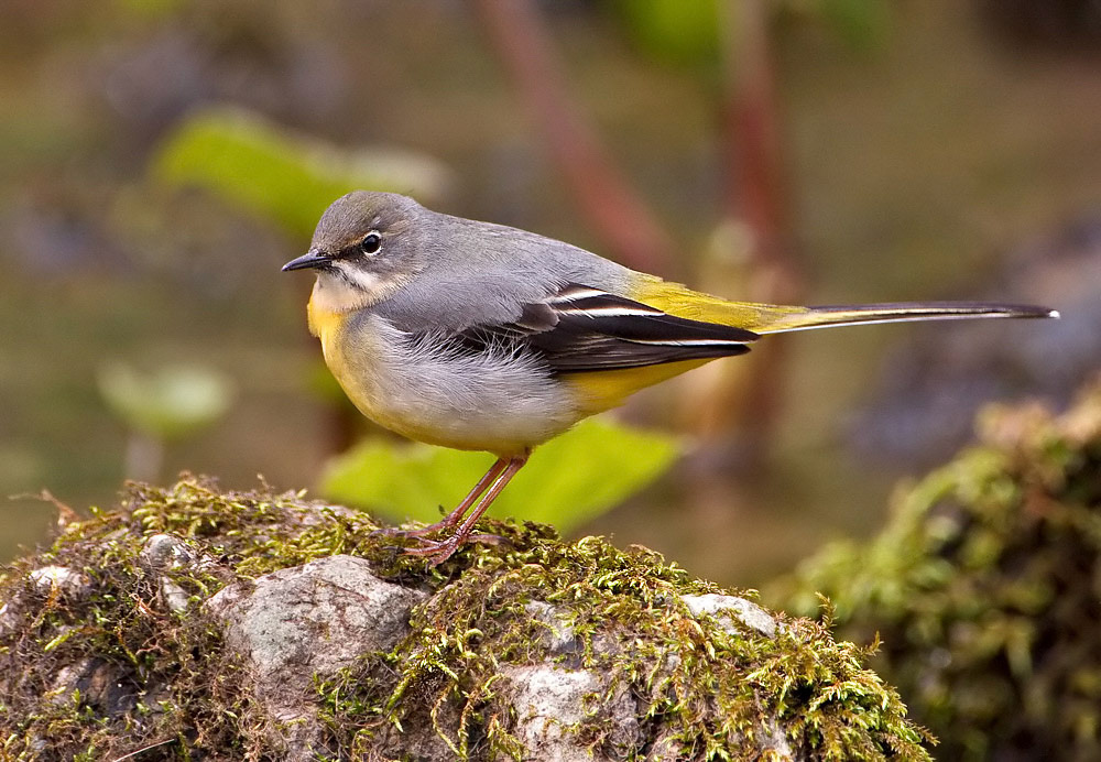 Grey Wagtail