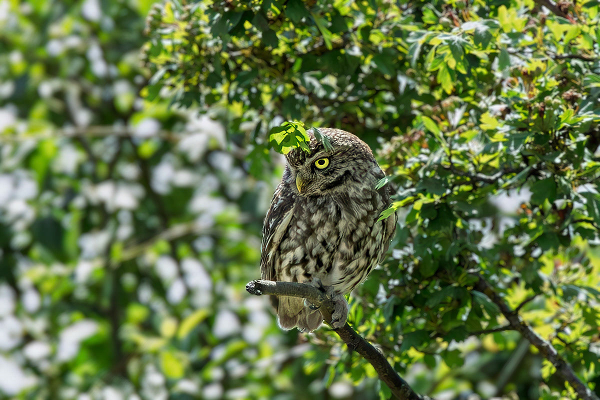Little Owl