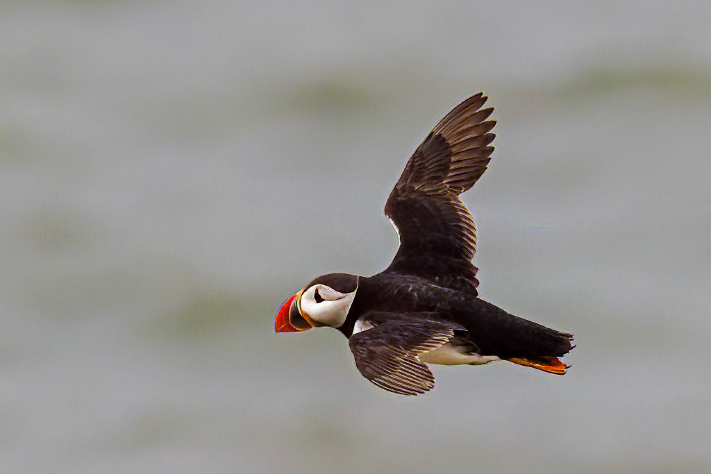 Puffin