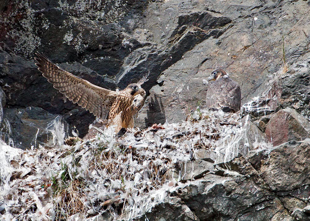 Peregrine