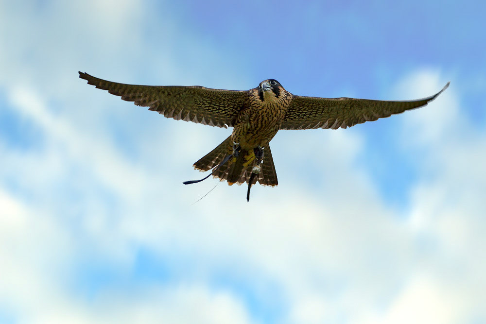 Peregrine