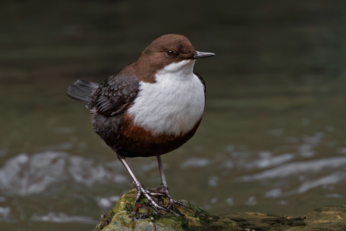 White-throated Dipper