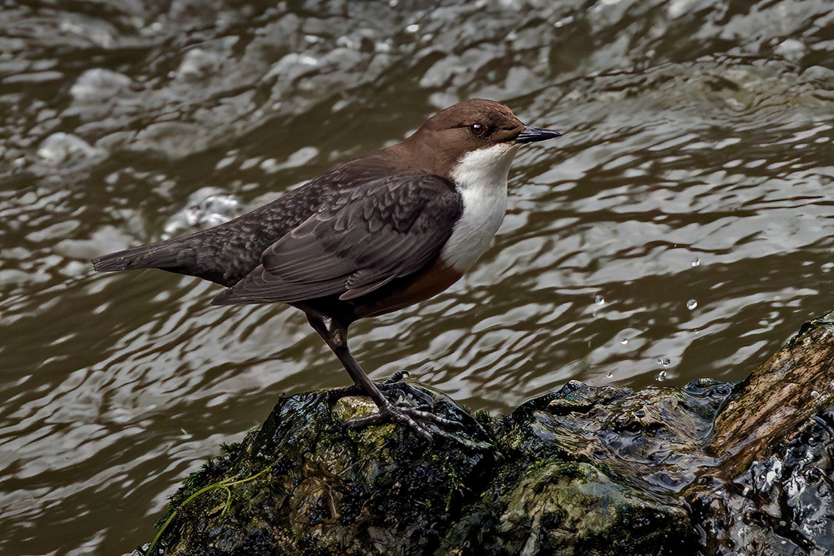 White-throated Dipper
