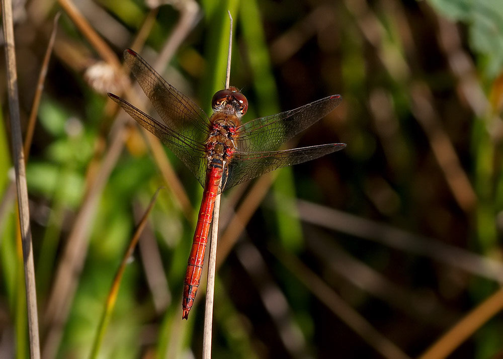 Ruddy Darter
