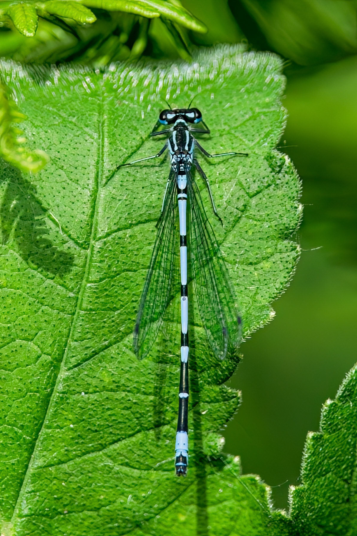 Azure Damselfly