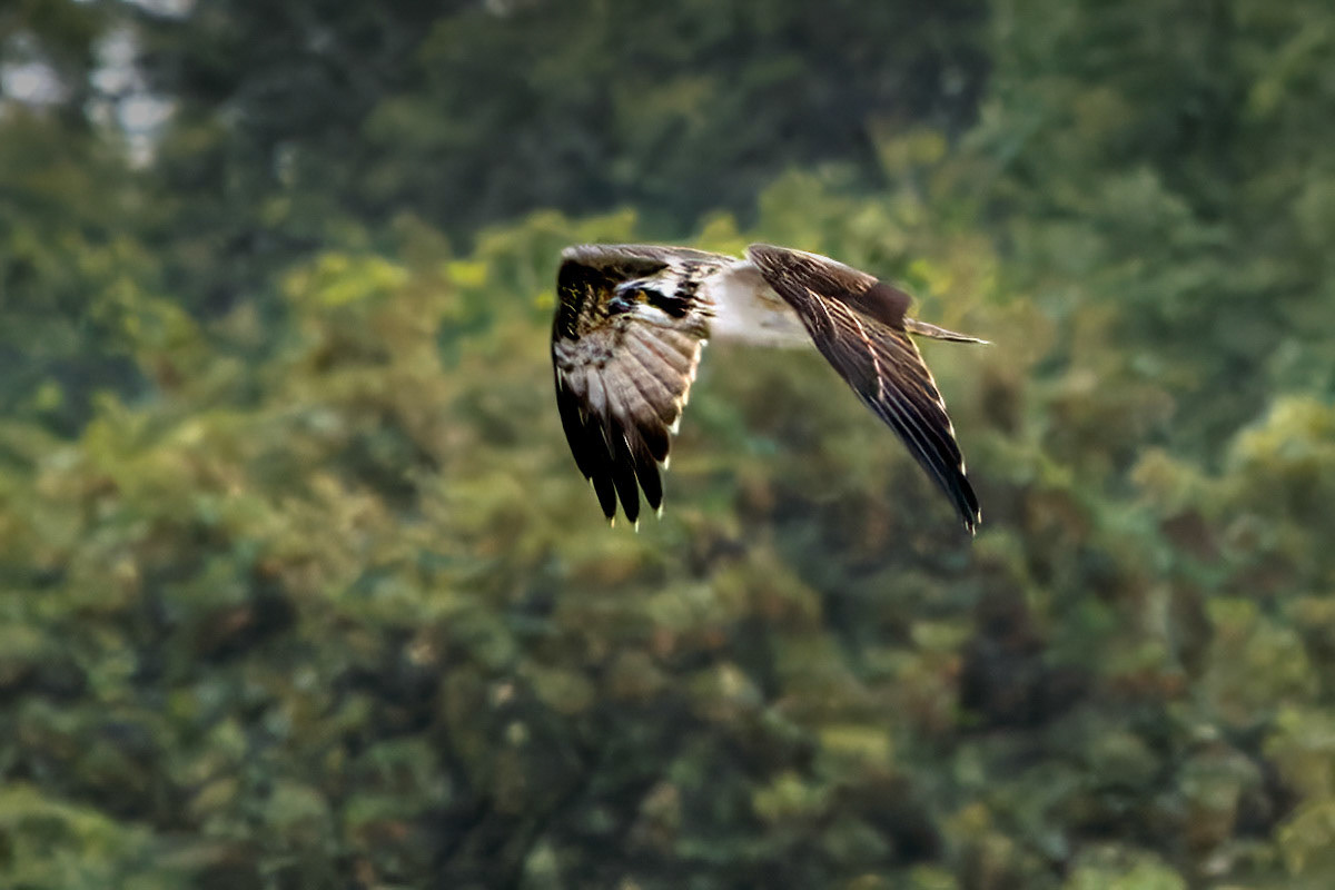 Osprey