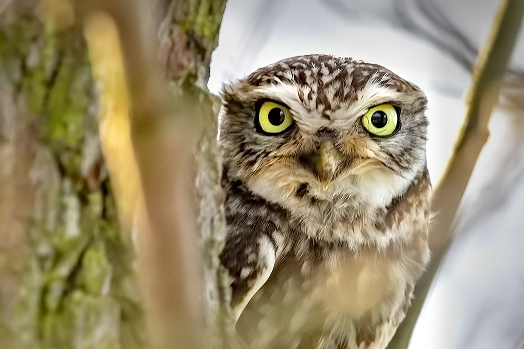 Little Owl