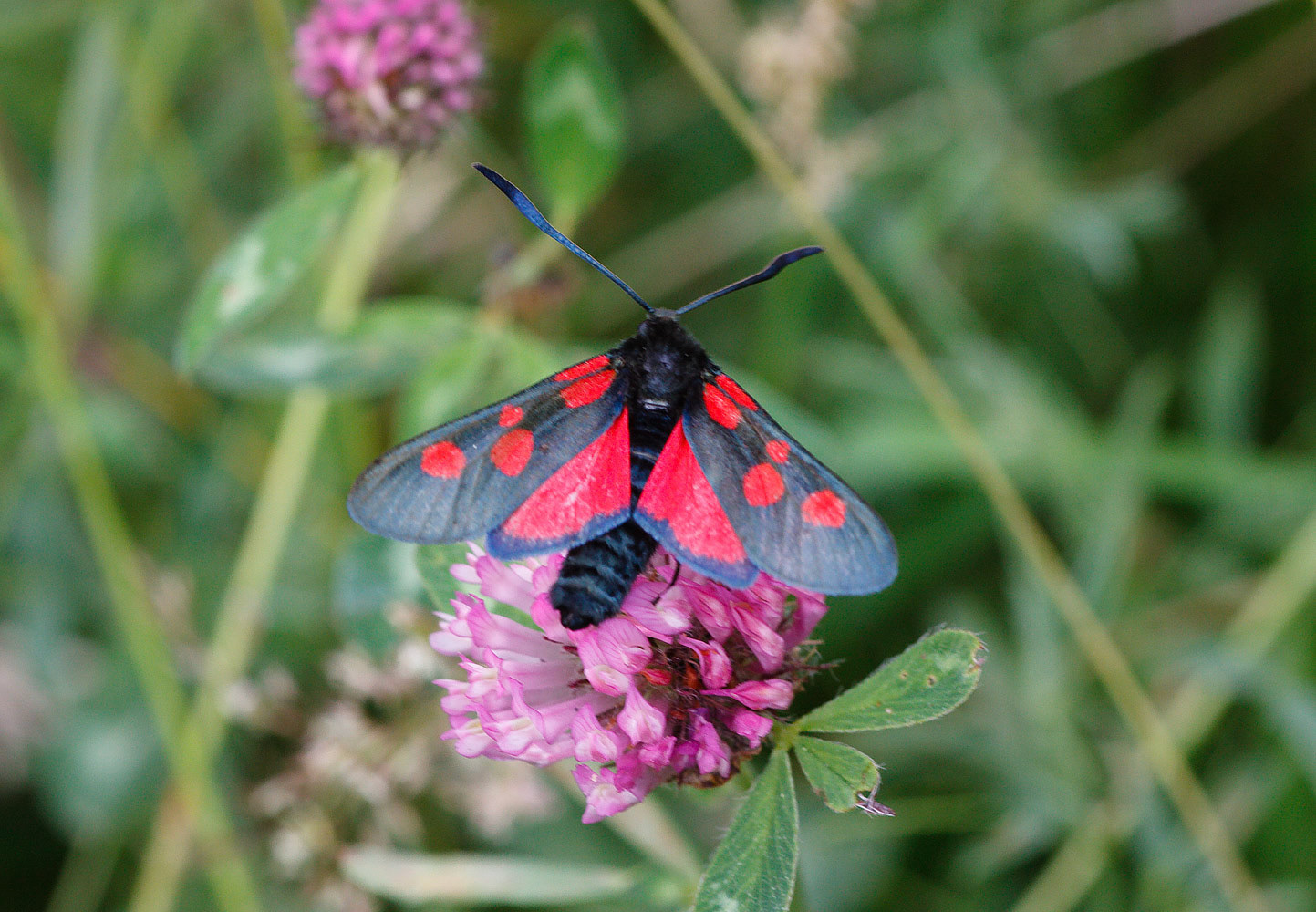 Narrow-bordered Five-spot Burnet Moth