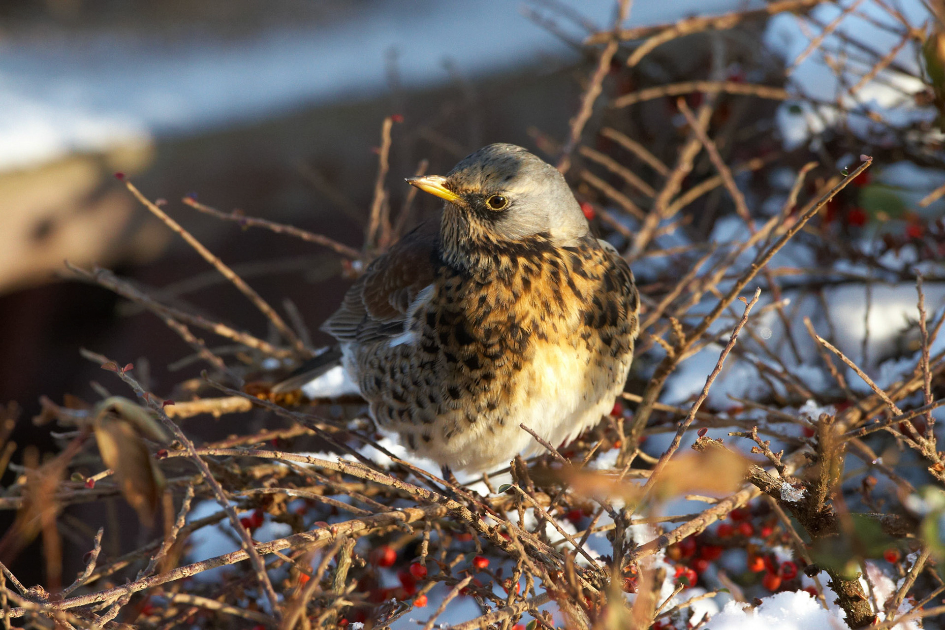 Fieldfare
