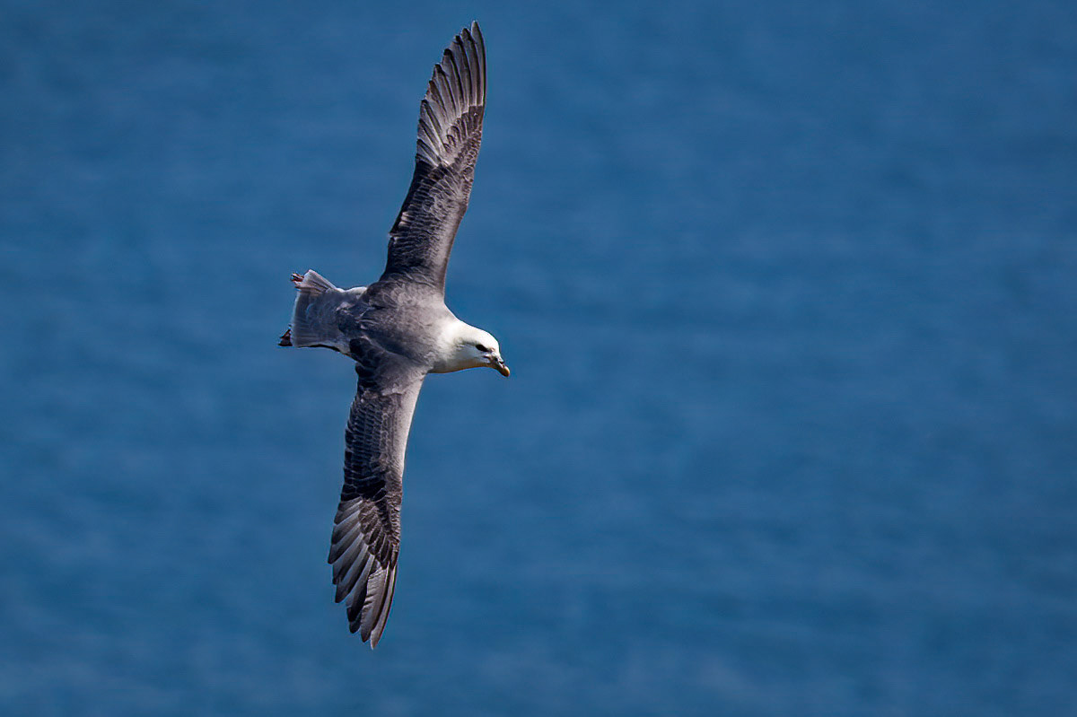 Fulmar