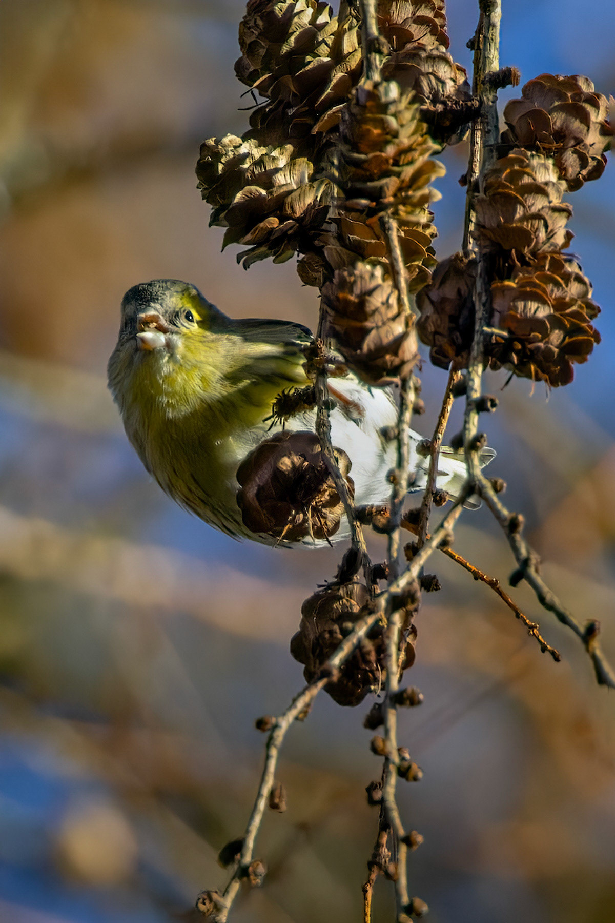 Siskin