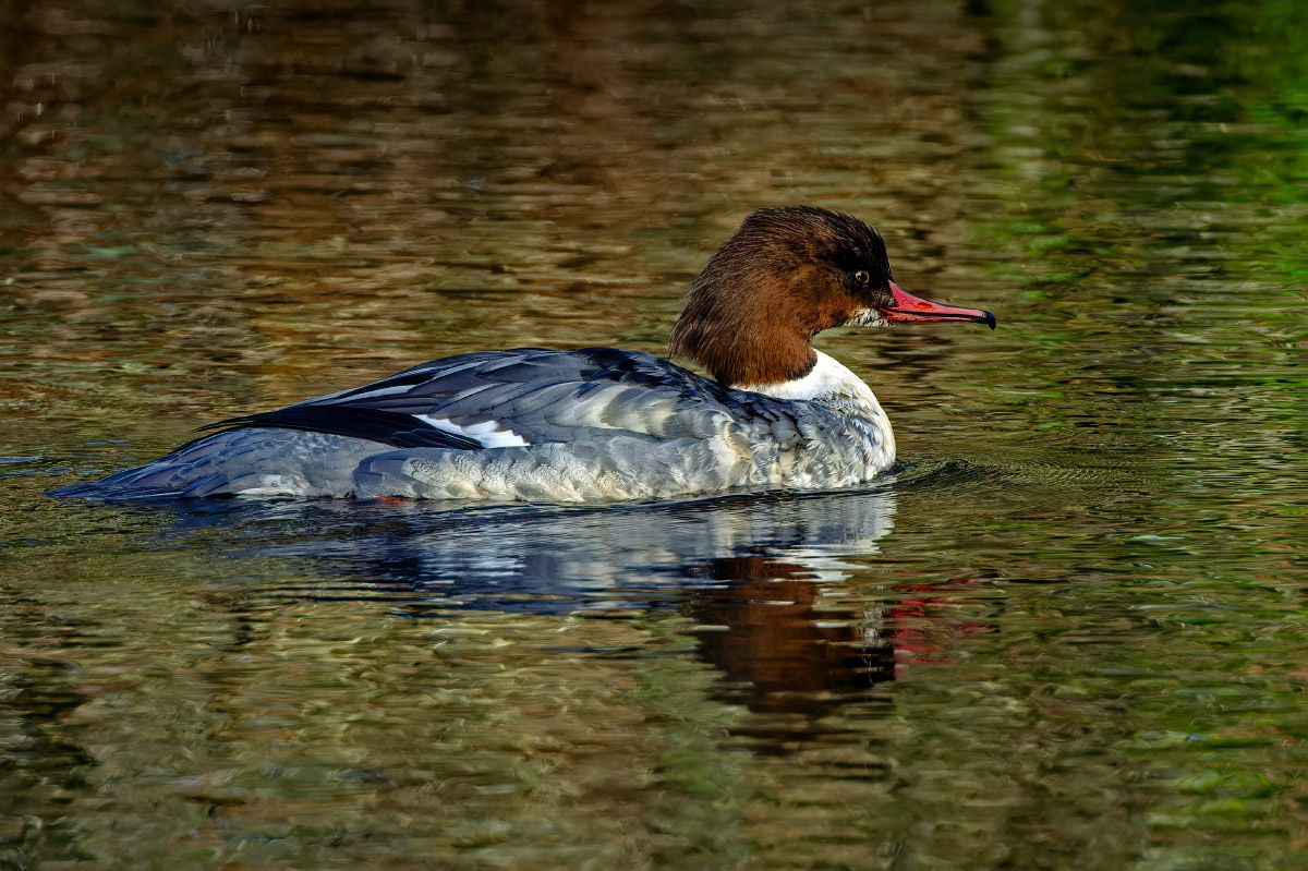 Goosander