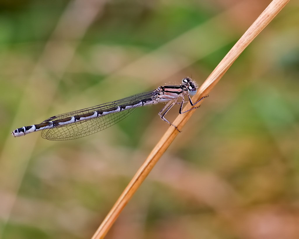 Common Blue Damselfly