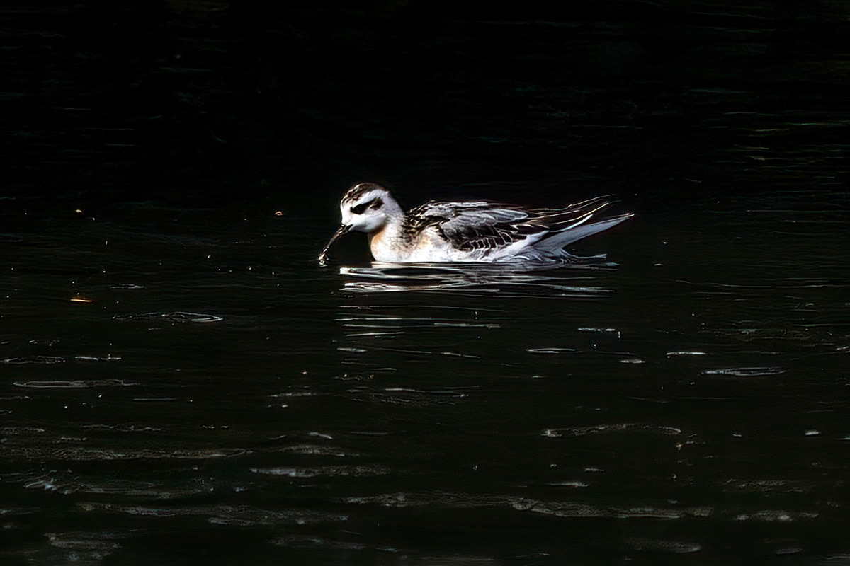 Grey Phalarope