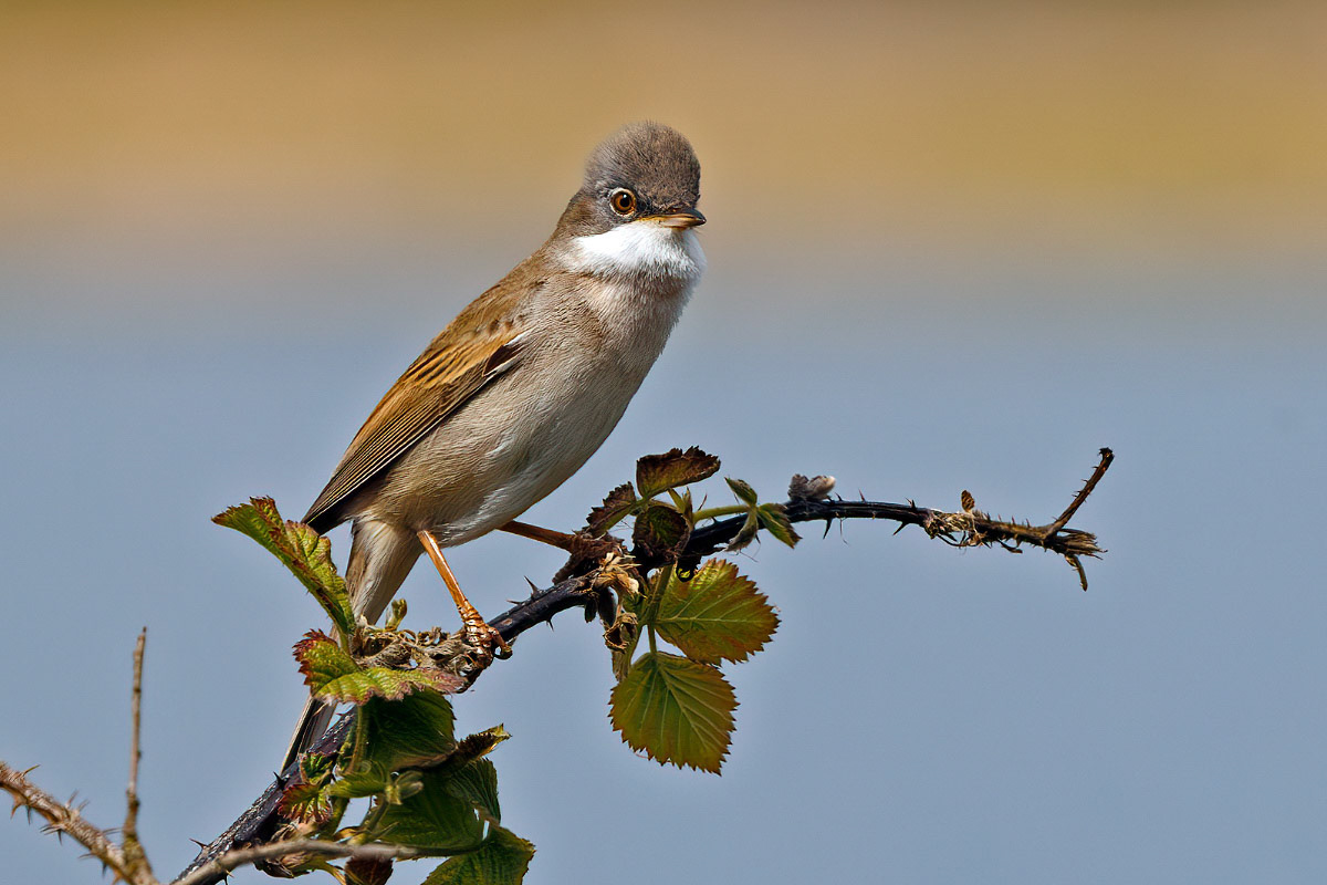Common Whitethroat