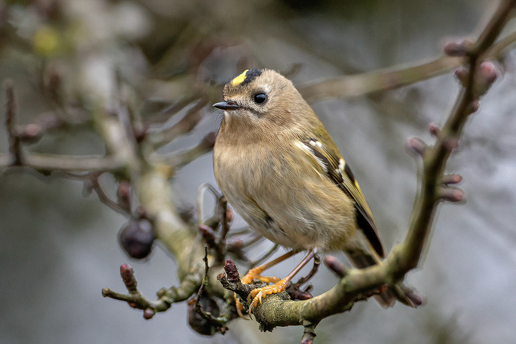 Goldcrest