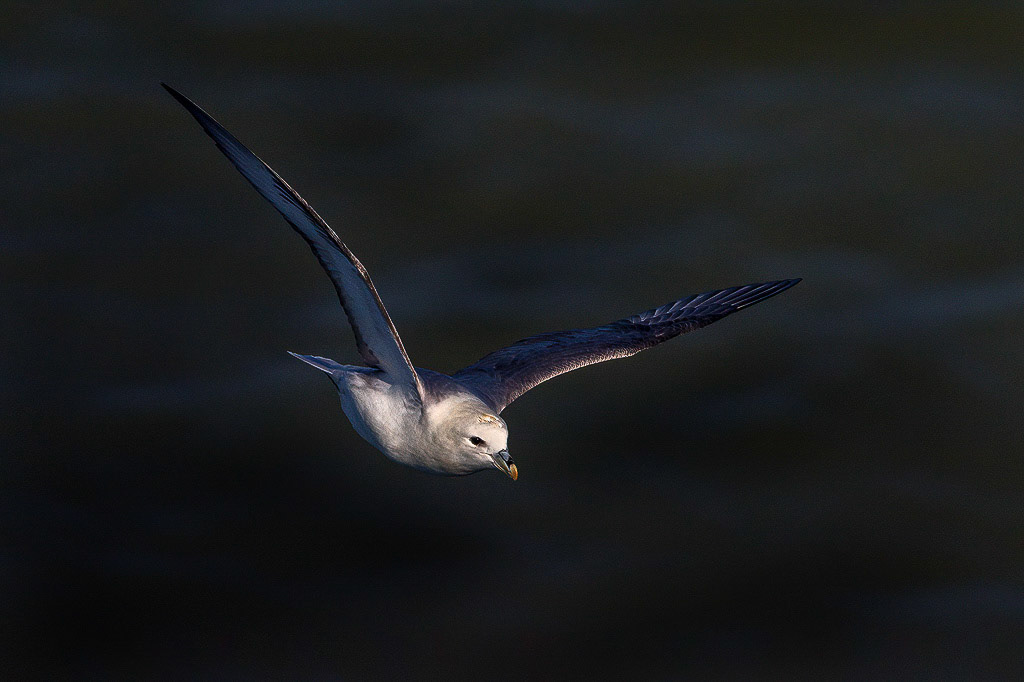 Fulmar