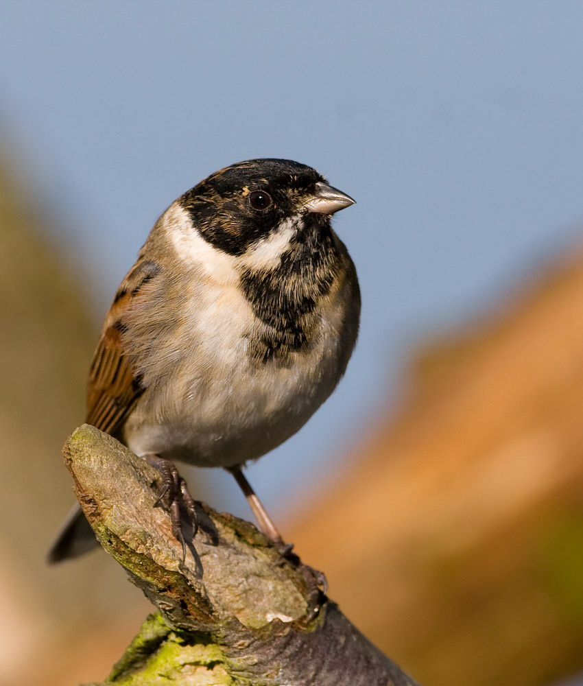 Reed Bunting