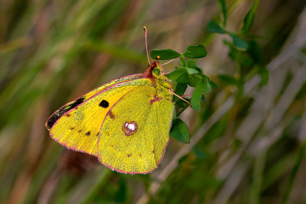 Clouded Yellow Butterfly