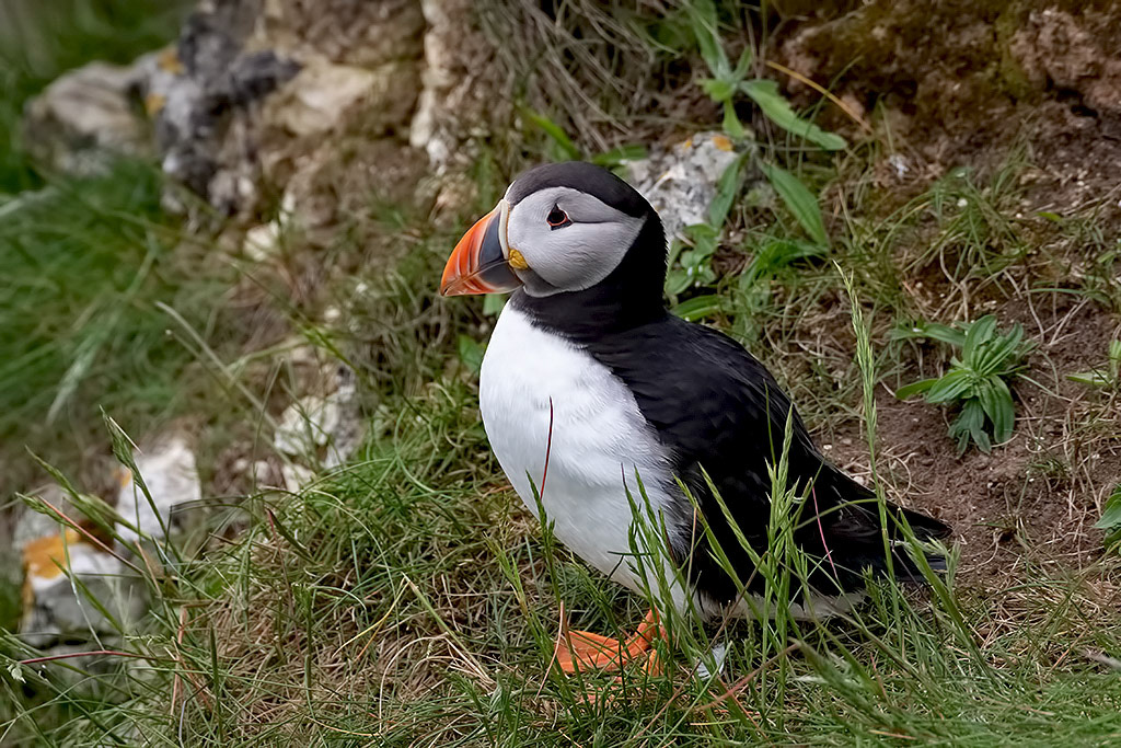 Puffin
