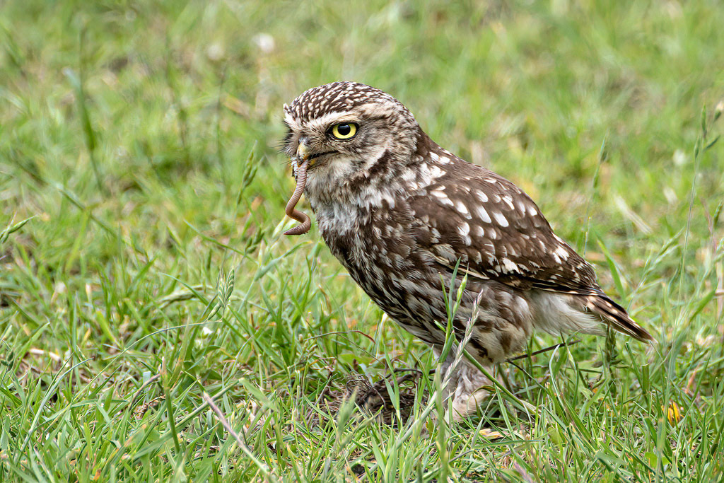 Little Owl