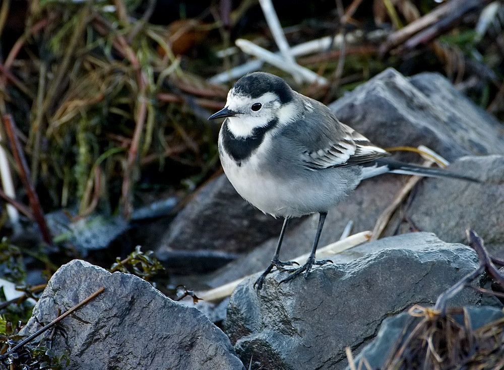 Pied Wagtail