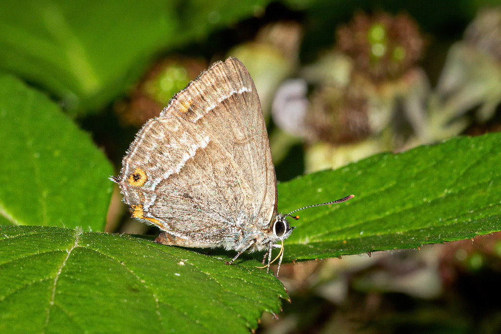 Purple Hairstreak Butterfly