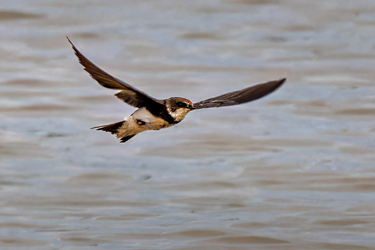 Sand Martin