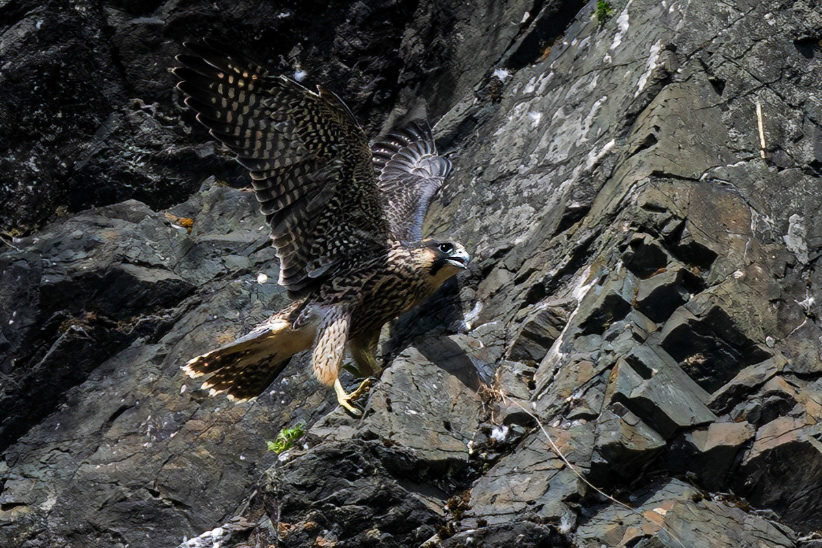 Peregrine Falcon