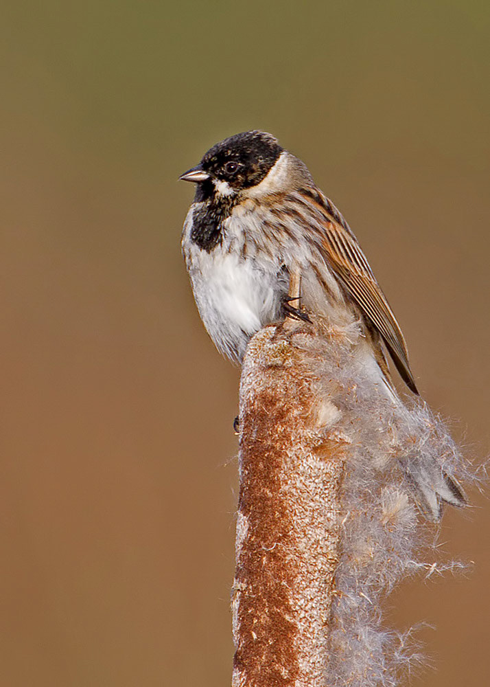 Reed Bunting