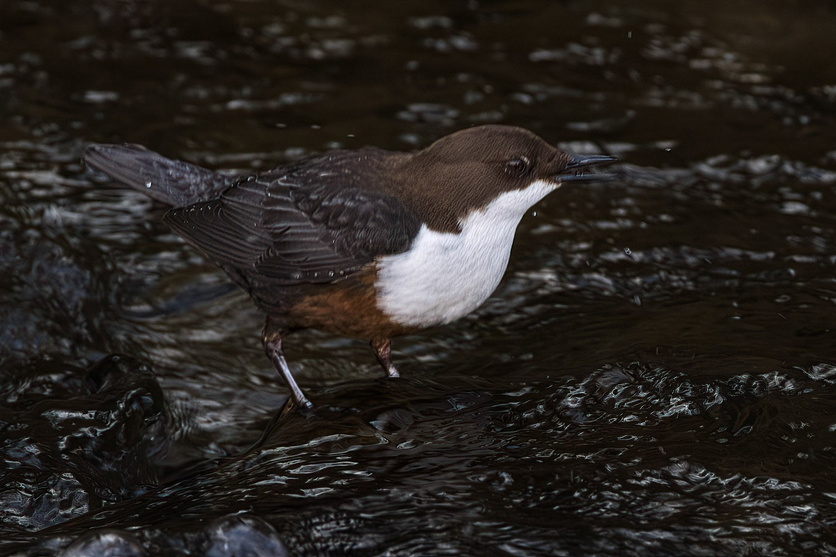 Dipper