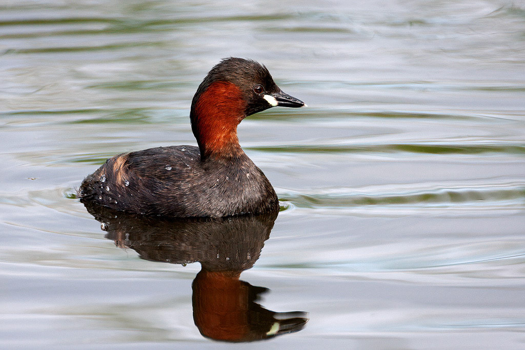 Little Grebe