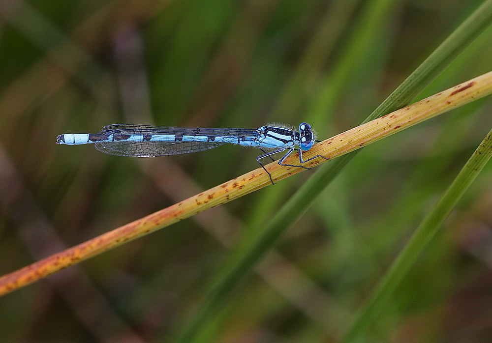 Common Blue Damselfly